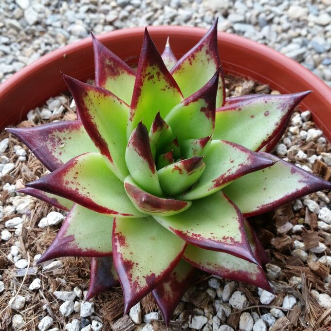 Echeveria Agavoides: A Suculenta do Amor e Amizade!