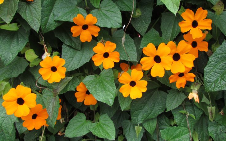 Thunbergia