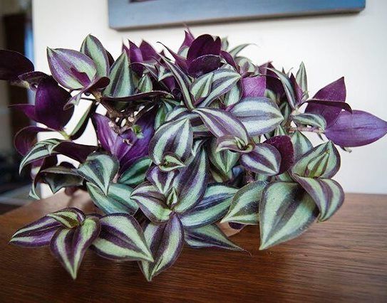 Tradescantia zebrina