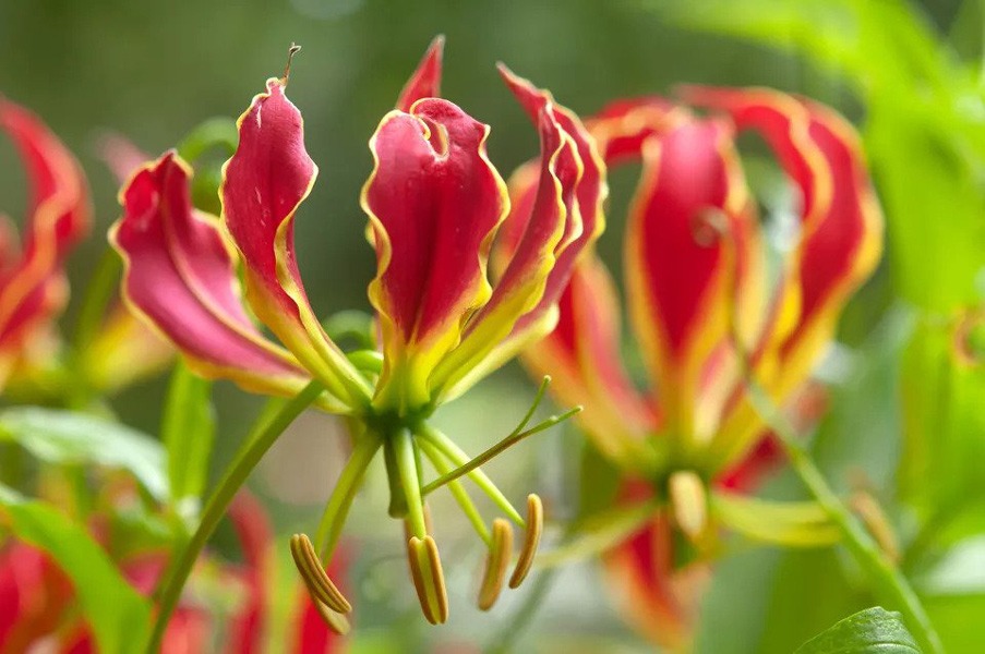 Gloriosa superba