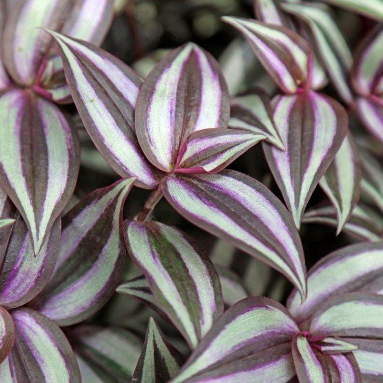 Tradescantia zebrina