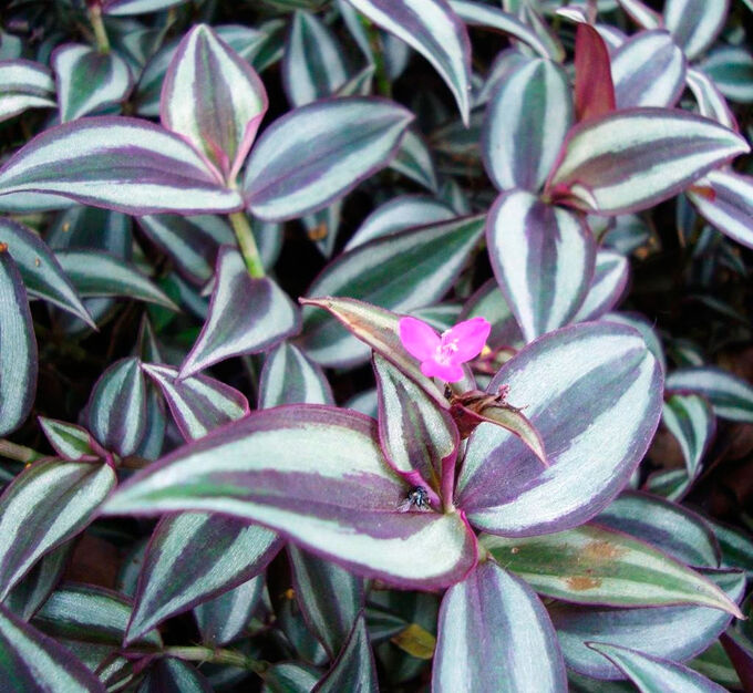 Tradescantia zebrina