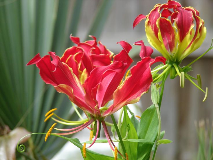 Gloriosa superba