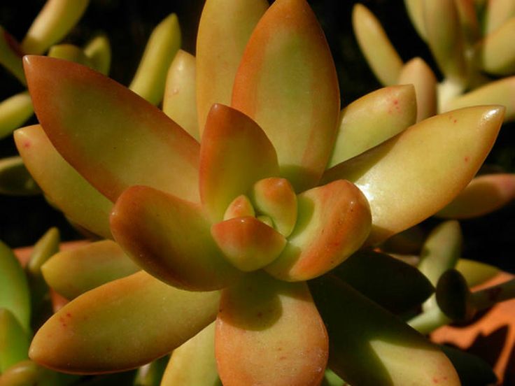 Sedum nussbaumerianum