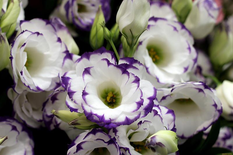 Lisianthus