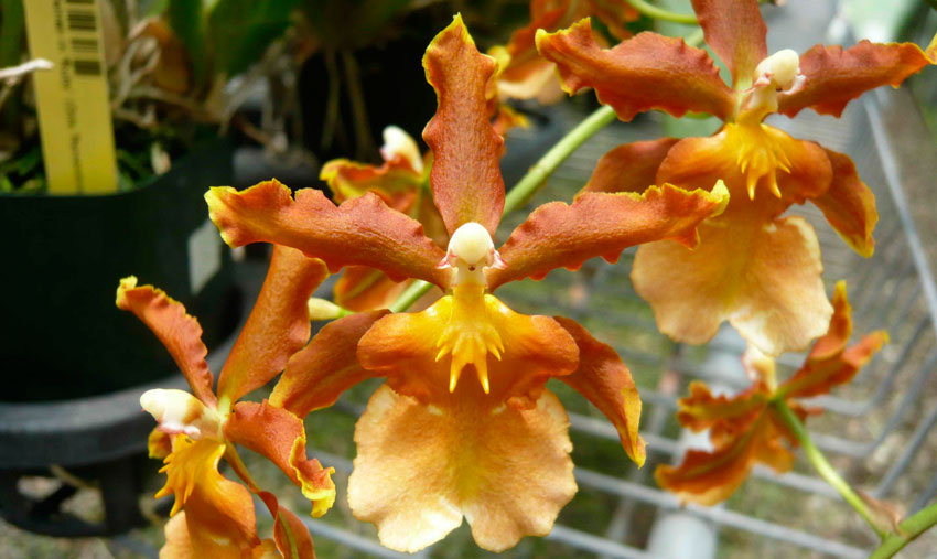 Orquídea Oncidium