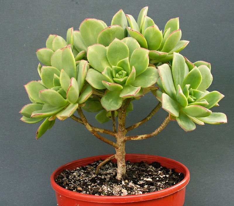 Aeonium haworthii