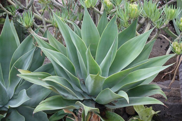 agave-dragão 