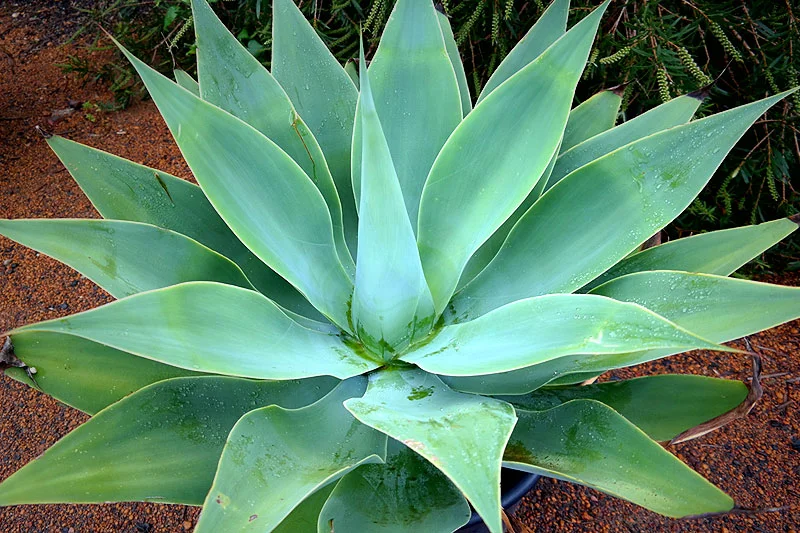 agave-dragão 