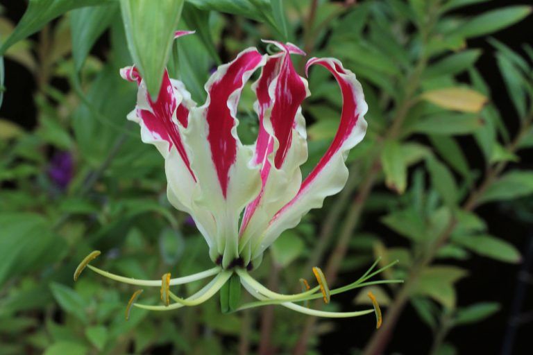 Gloriosa superba