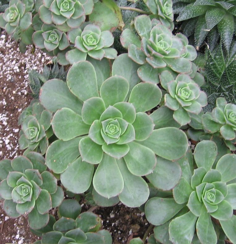 Aeonium haworthii