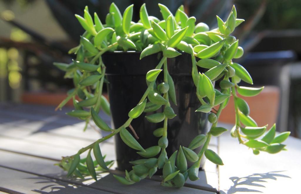 Senecio radicans: Beleza e Mitos da Suculenta que Encanta