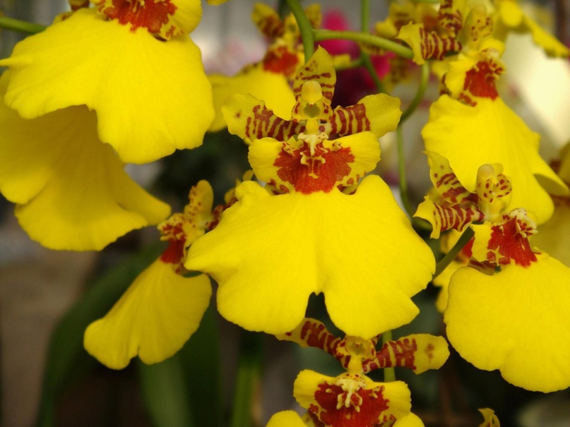 Orquídea Oncidium