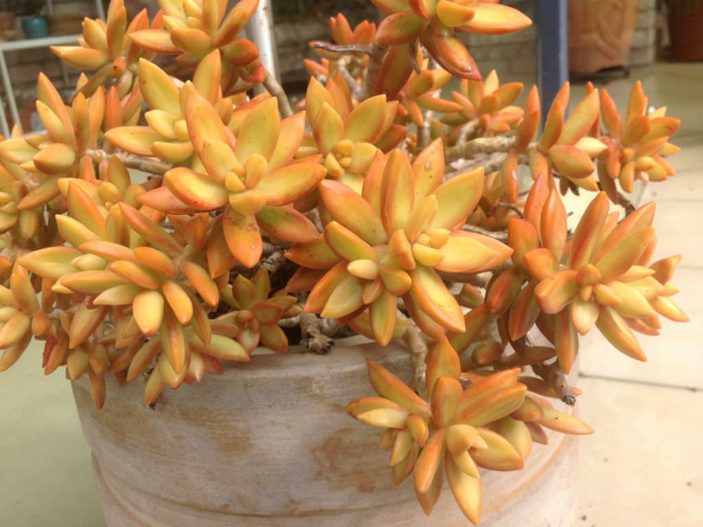 Sedum nussbaumerianum