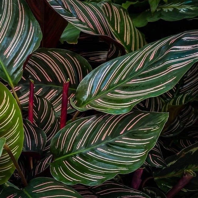 Calathea