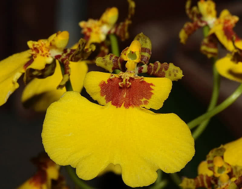 Orquídea Oncidium