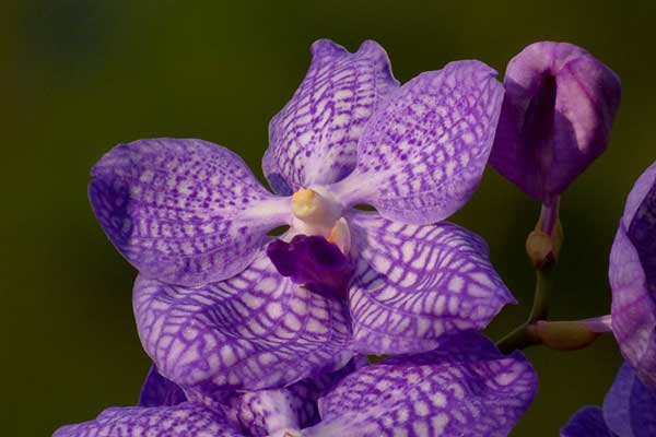 Orquídea Vanda