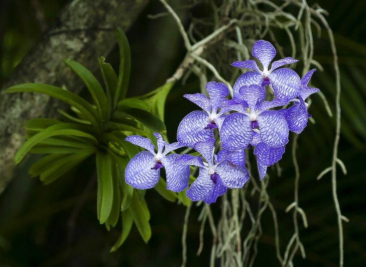 Orquídea Vanda