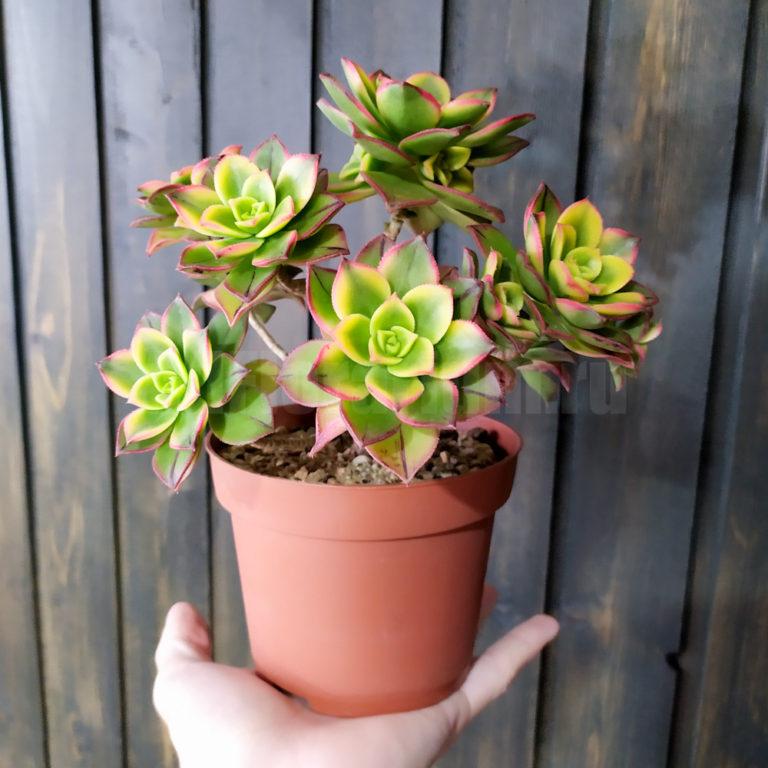 Aeonium haworthii