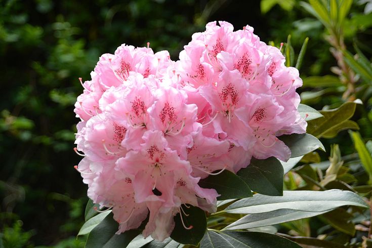 Rododendro 