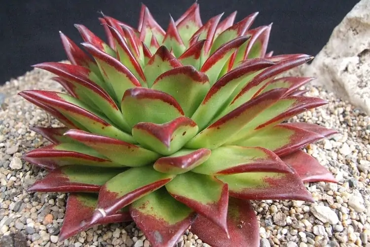 Echeveria Agavoides: A Suculenta do Amor e Amizade!