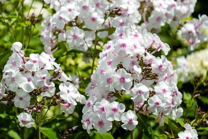 Phlox