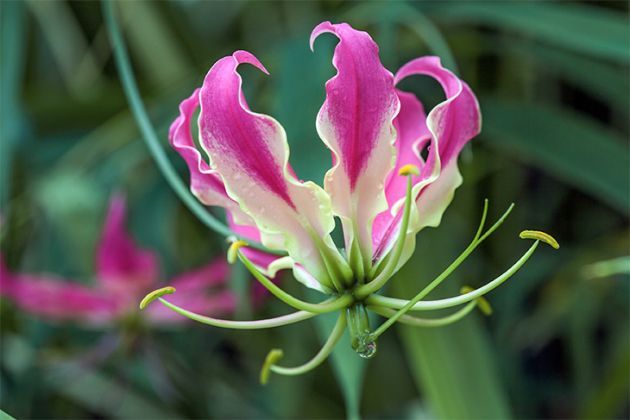 Gloriosa superba