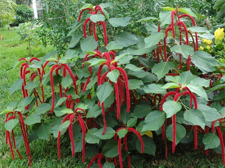 Rabo-de-Gato: Beleza Exótica e Segredos para um Jardim Vibrante