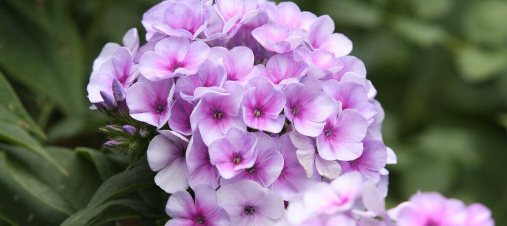 Phlox