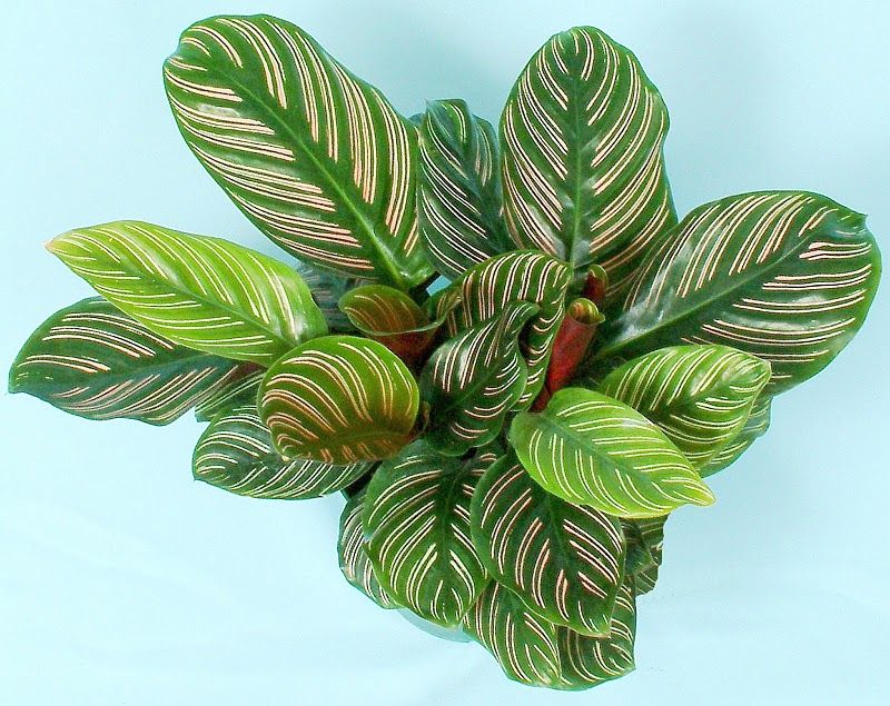 Calathea