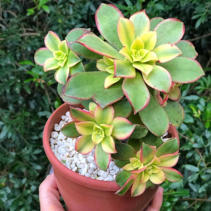 Aeonium haworthii