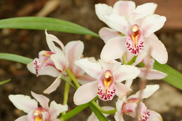 Orquídea Cymbidium