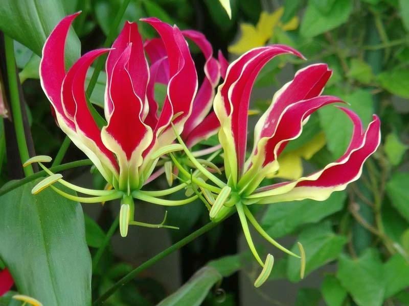 Gloriosa superba