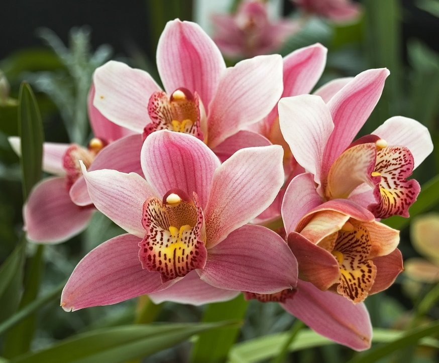 Orquídea Cymbidium