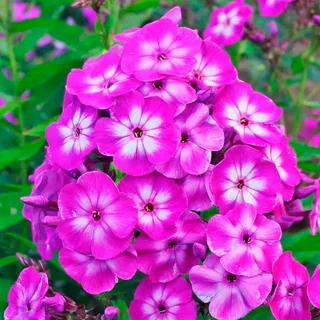 Phlox