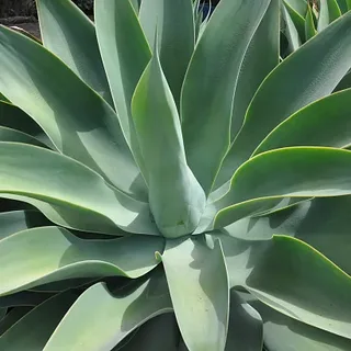 agave-dragão 