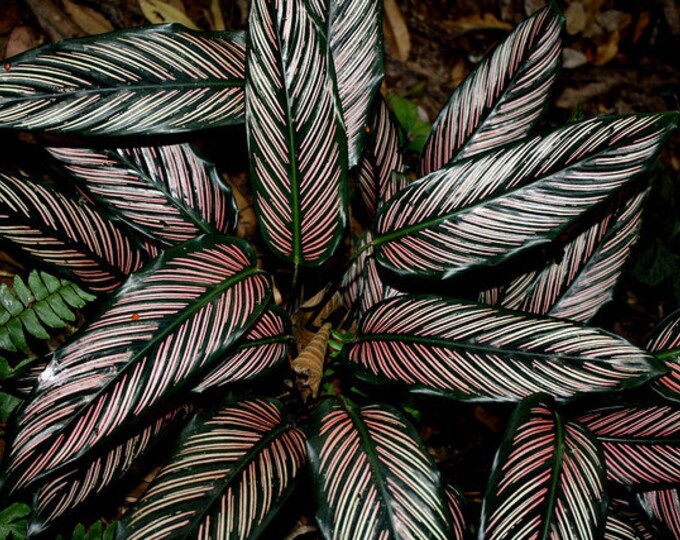 Calathea