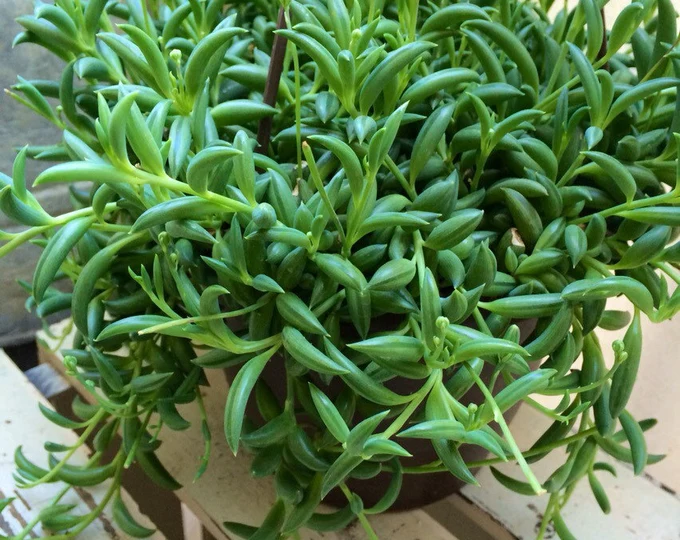 Senecio radicans: Beleza e Mitos da Suculenta que Encanta