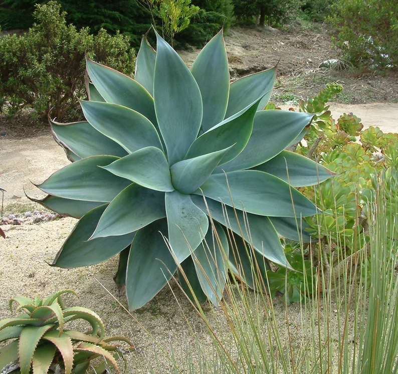 agave-dragão 