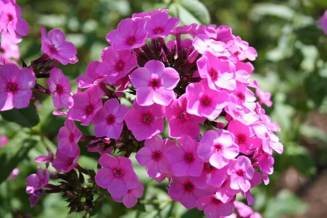 Phlox