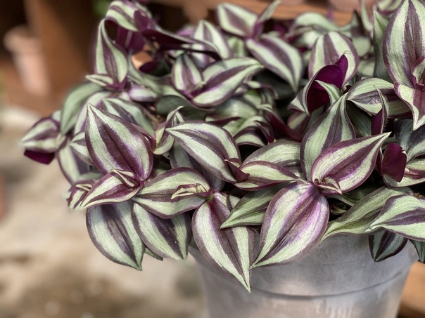 Tradescantia zebrina