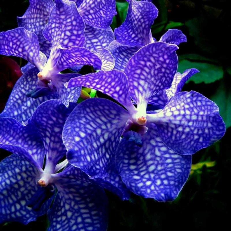 Orquídea Vanda