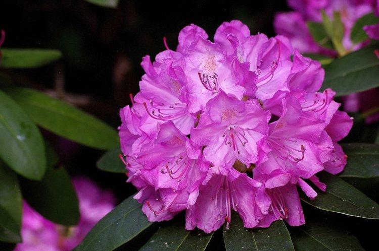 Rododendro 