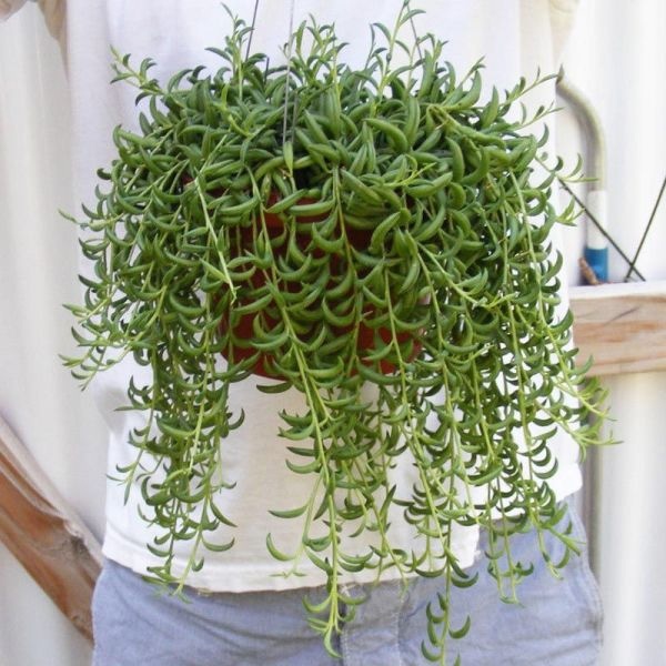 Senecio radicans: Beleza e Mitos da Suculenta que Encanta