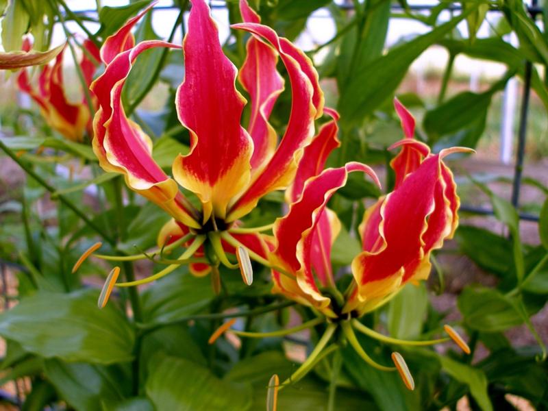 Gloriosa superba