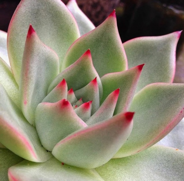 Echeveria Agavoides: A Suculenta do Amor e Amizade!