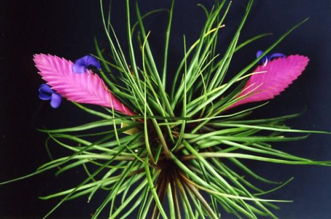 Bromélia Tillandsia