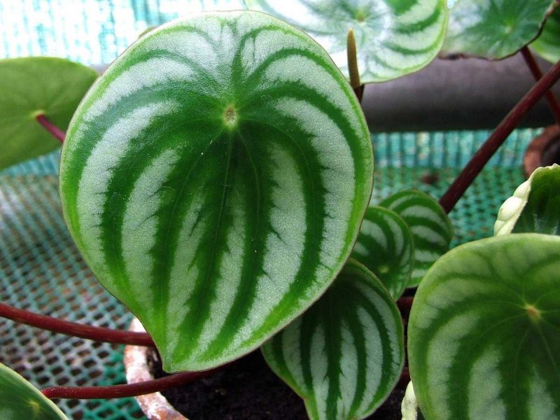 Peperomia Melancia