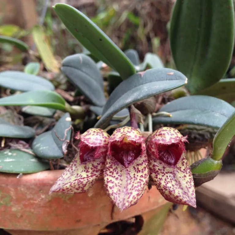 Orquídea Bulbophyllum