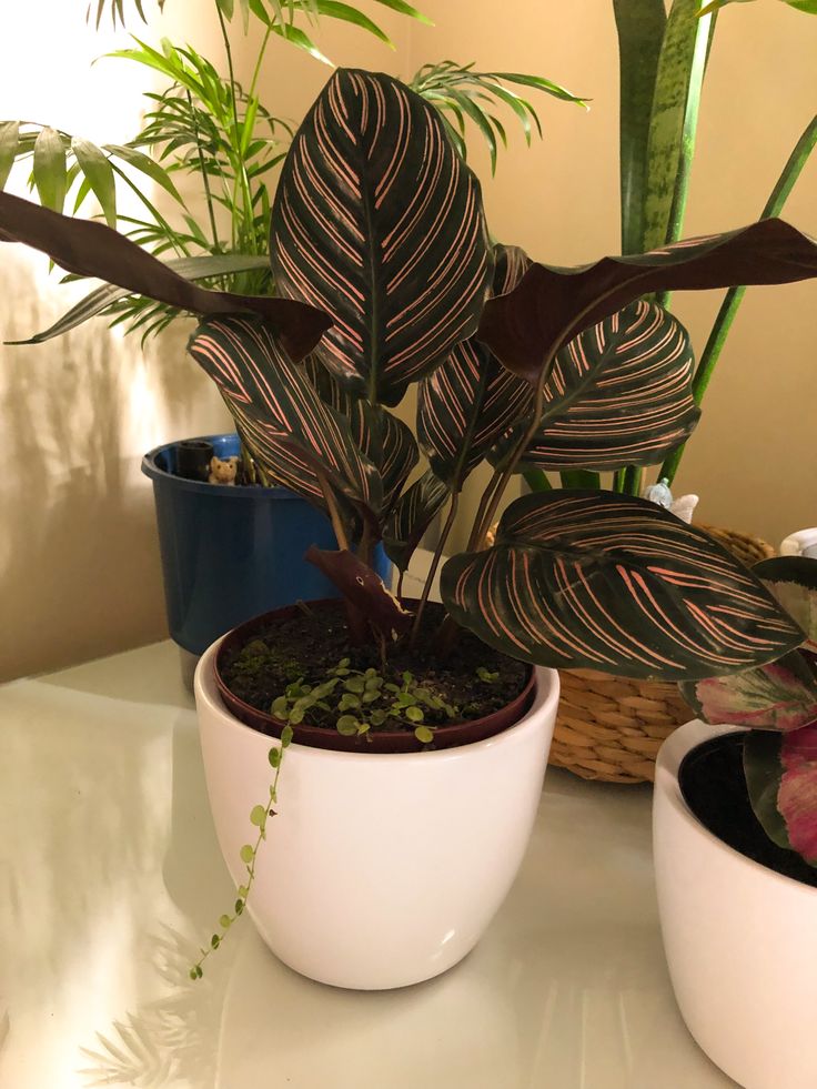 Maranta Riscada